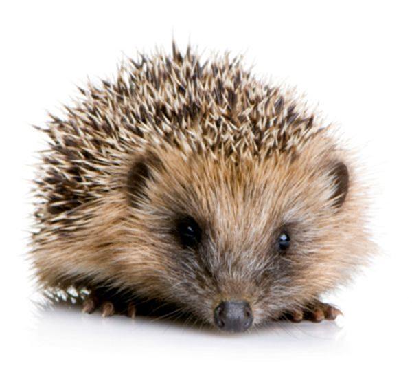 Hedgehog