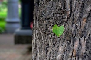Open Up and Grow