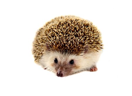 Hedgehog_or_fox Hedgehog_or_fox