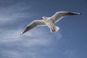 Beware the Seagull