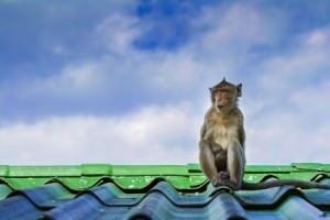 The monkey