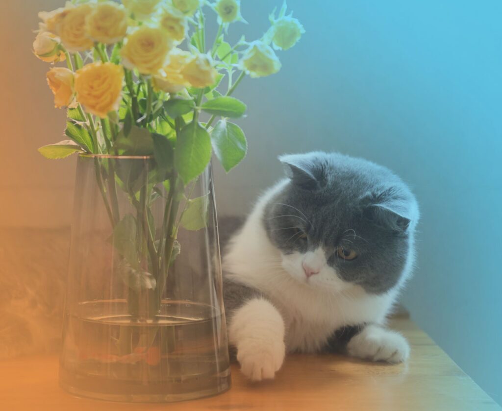 Tuxedo cat lying on a conference table next to a clear vase filled with yellow flowers