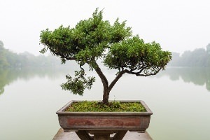 Prune_the_tree.jpg