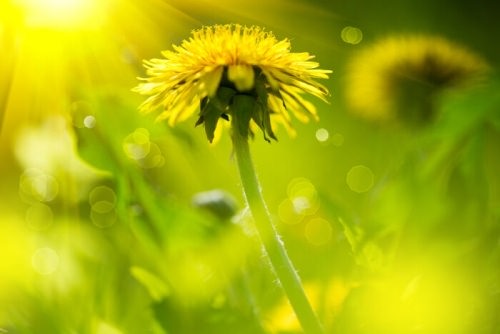 dandelion on a sunny day, representing recurring business problems