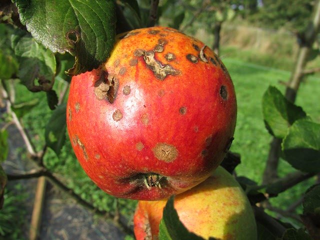 rotten apple on a tree