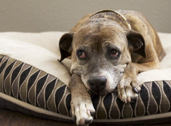 dog lying on a doggie pillow looking sad