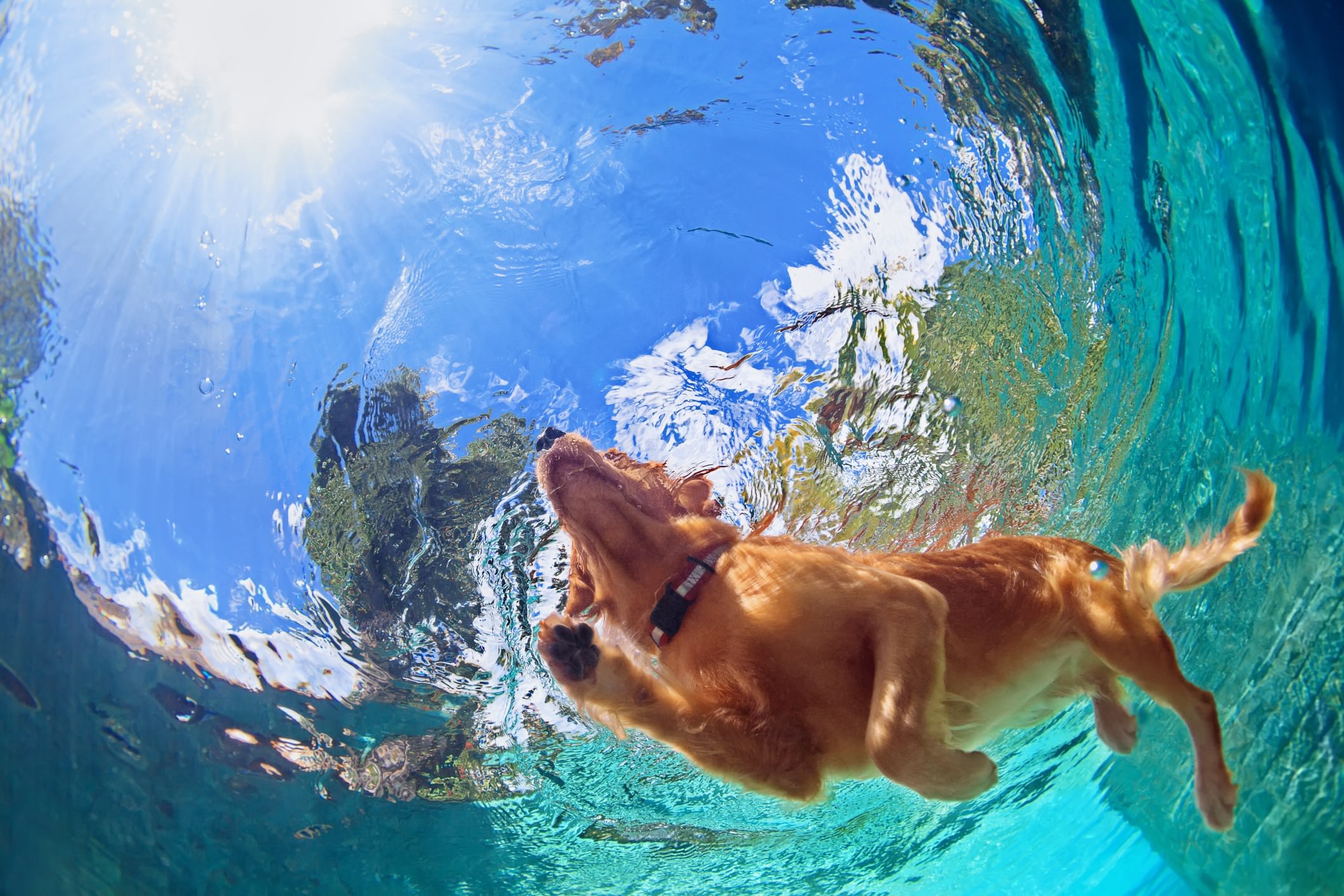 underwater view of a dog swimming in a pool