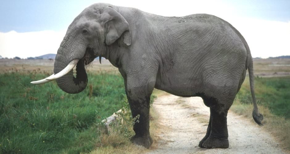 elephant blocking a dirt road, just as delusions can block success