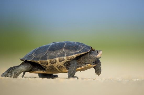 turtle crossing the sand | solve business issues slowly - like a turtle!